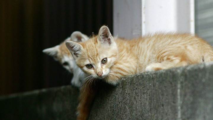 Two Cats Are Sitting On A Wall